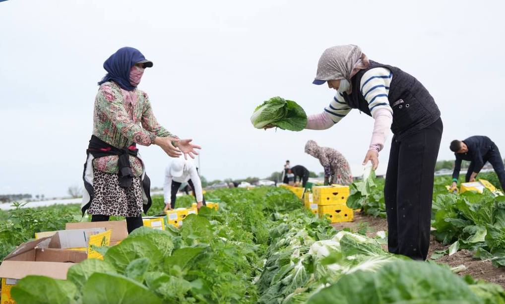 Түркістандық диқандар 45 күнде қырыққабаттың алғашқы өнімін жинай бастады