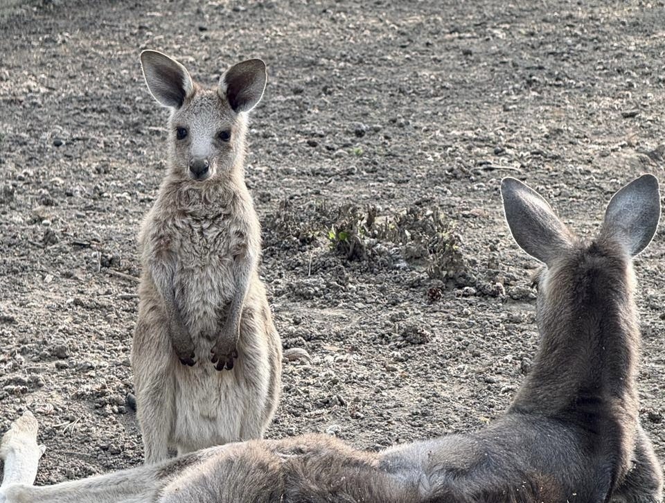 Алматы хайуанаттар бағы қуанышты жаңалықпен бөлісті