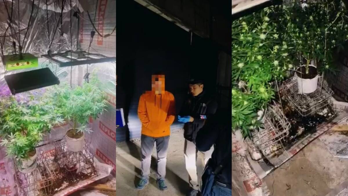 Үйінің жертөлесінде марихуана өсірген ер адам ұсталды