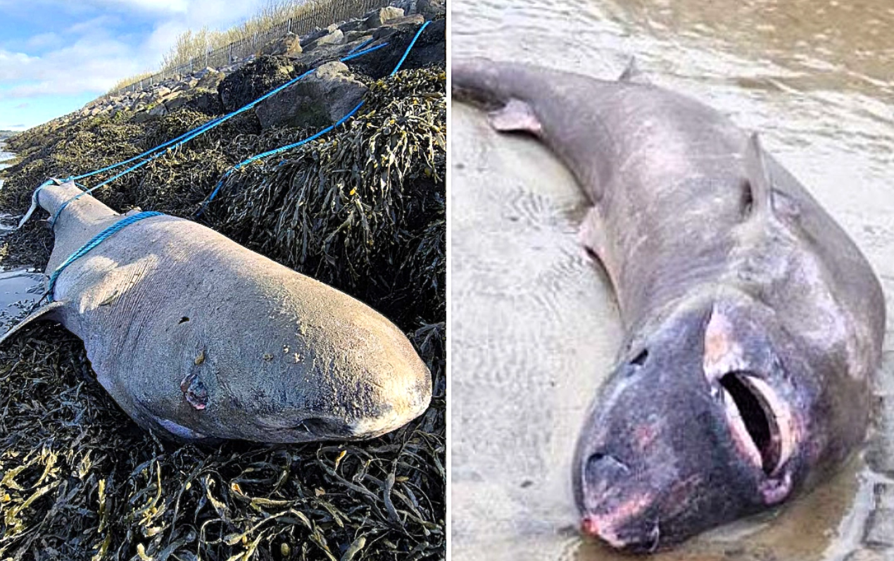Редчайшая акула-долгожитель выбросилась на берег в Ирландии  