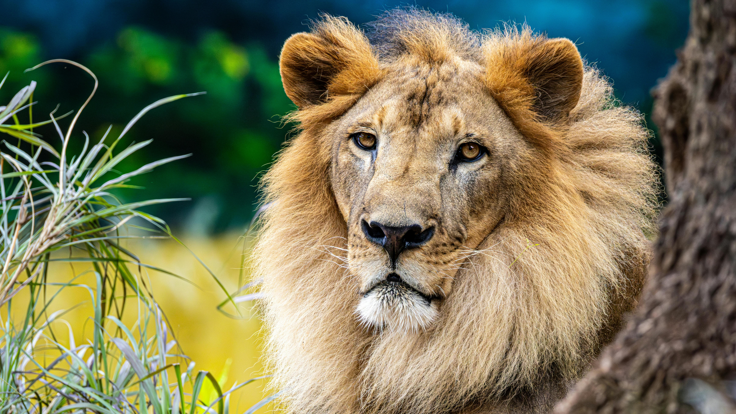 Семейде арыстанға тас лақтырған адамдар іздестірілуде