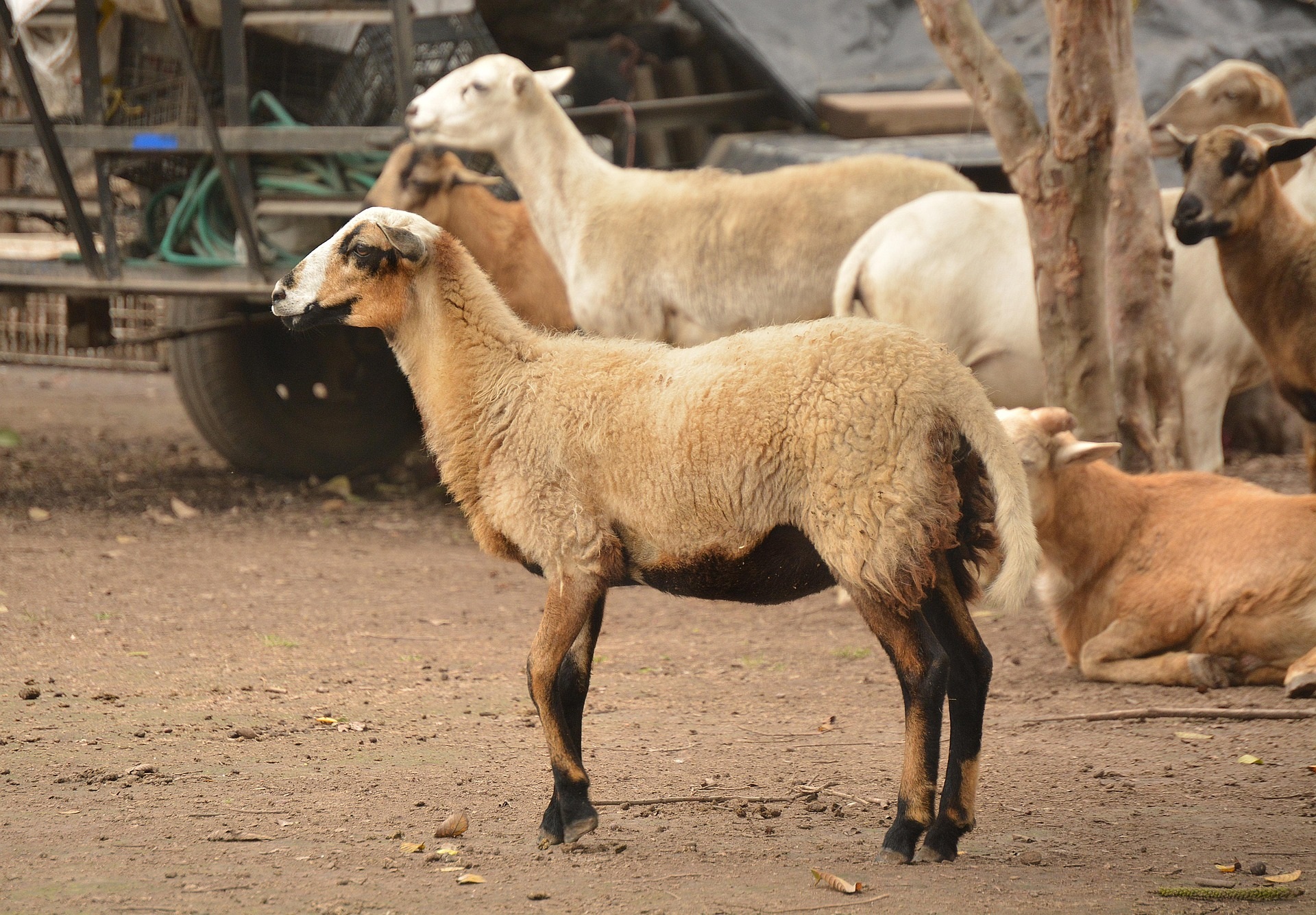 77% баранины остается в семьях: как сельчане распределяют продукцию