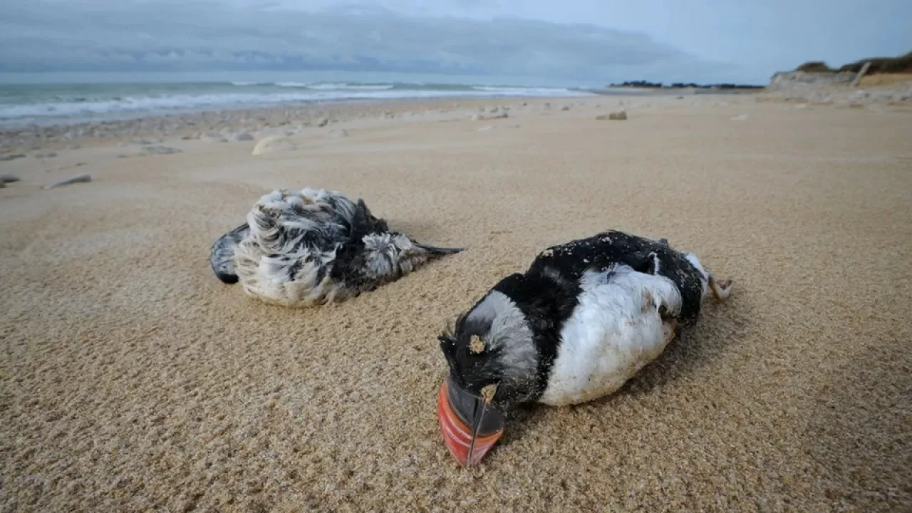 Более 45 тыс. птиц выбросило на побережье Франции 