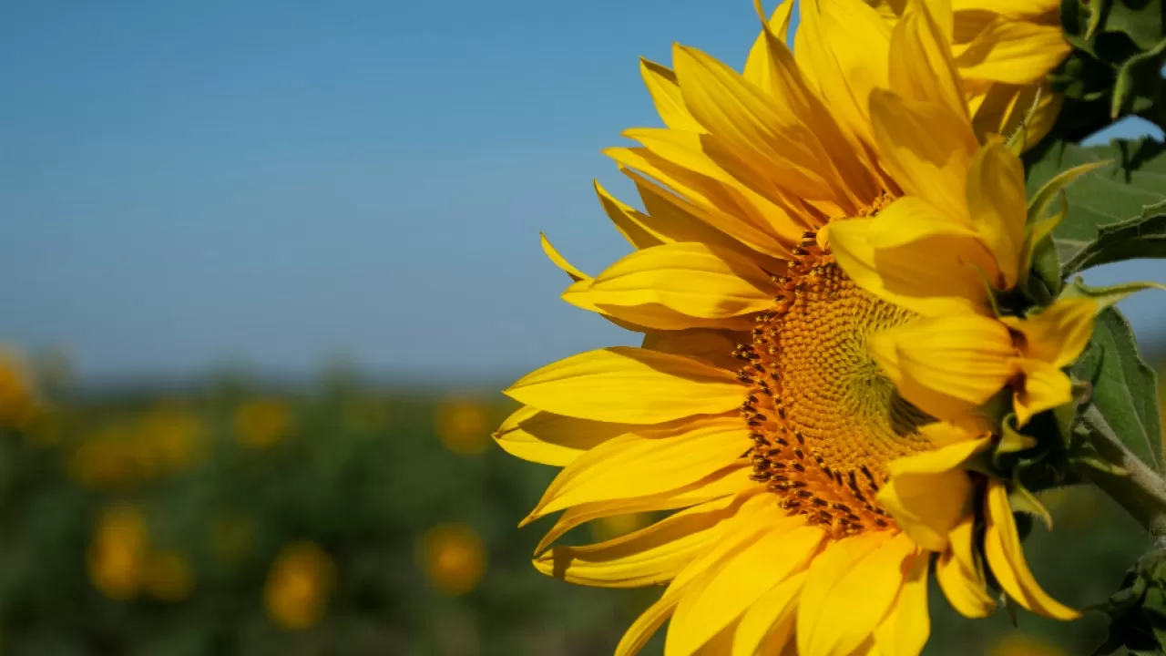 В Казахстан не пустили семена подсолнечника из США