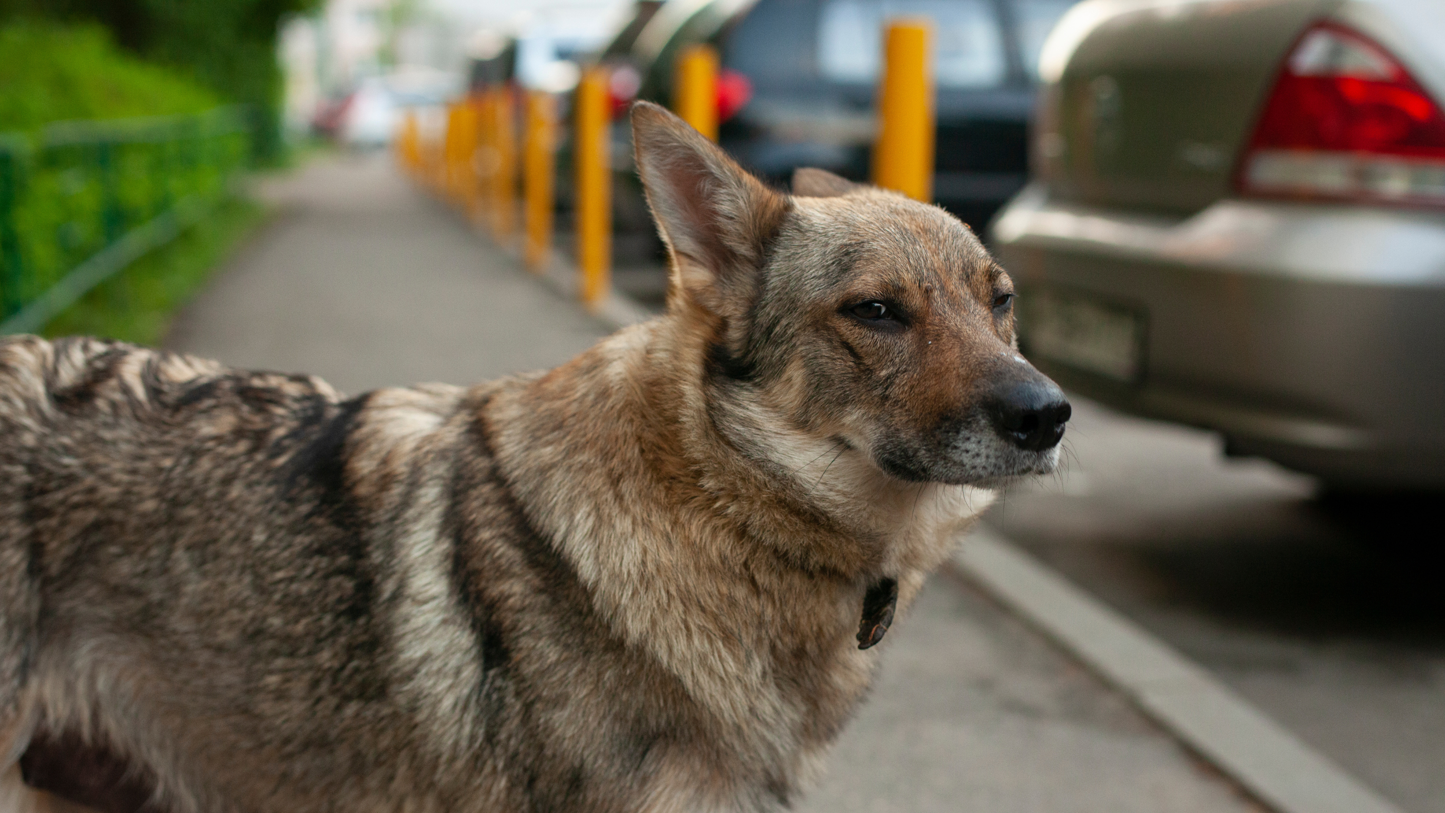 Жануарлар туралы заңға өзгерістер: фактілер, сандар және өзгерістердің себептері