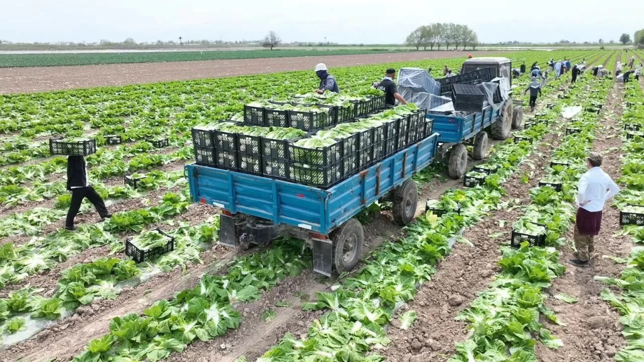 Первая ранняя капуста из РК отправилась на рынок России  