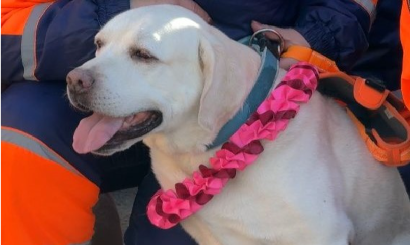 Источник Счастья: в ВКО на пенсию торжественно проводили пса-спасателя  