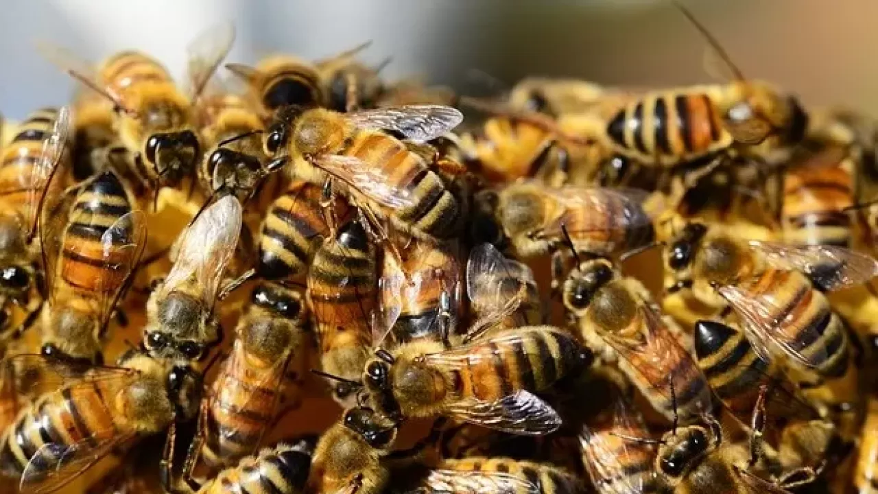 В США рейс задержали из-за роя пчел на двигателе самолета