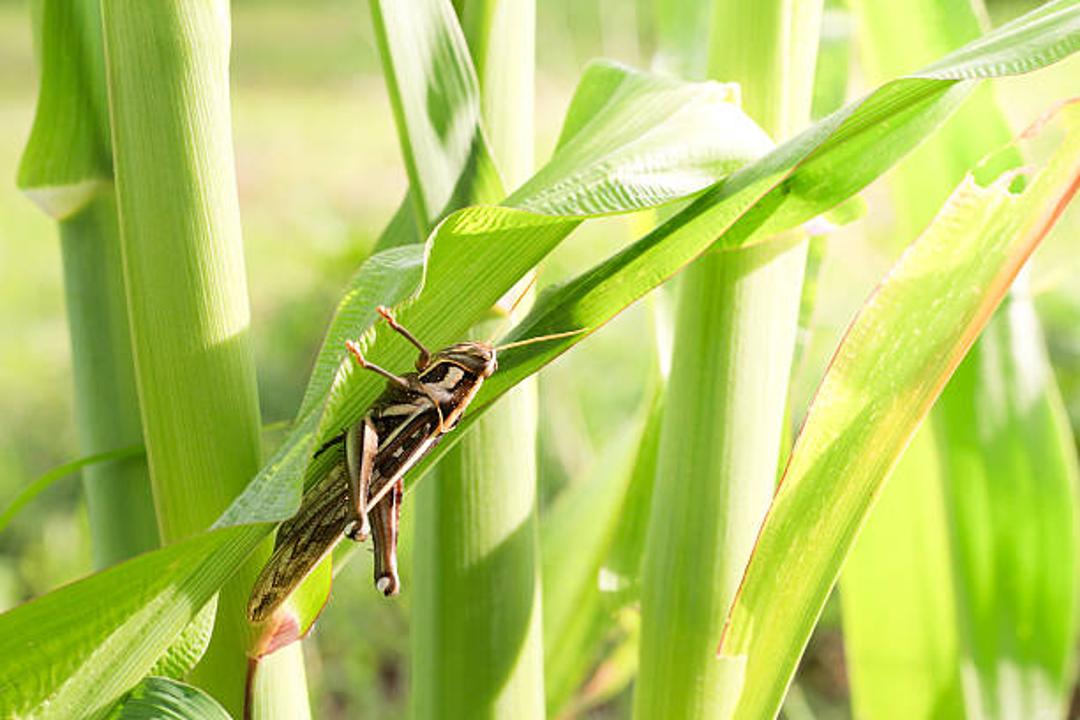 Алматы облысында шегірткеге қарсы ауқымды науқан басталады