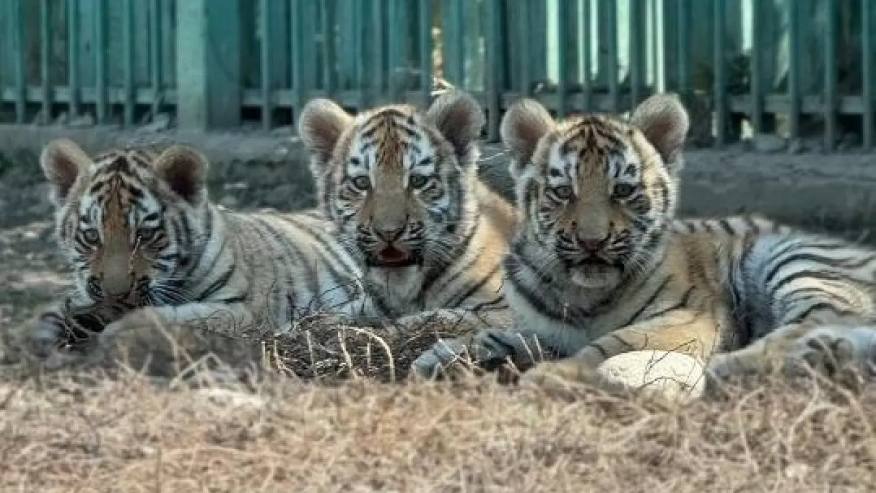 Тройня редких амурских тигрят за несколько дней стали звездами Алматинского зоопарка  