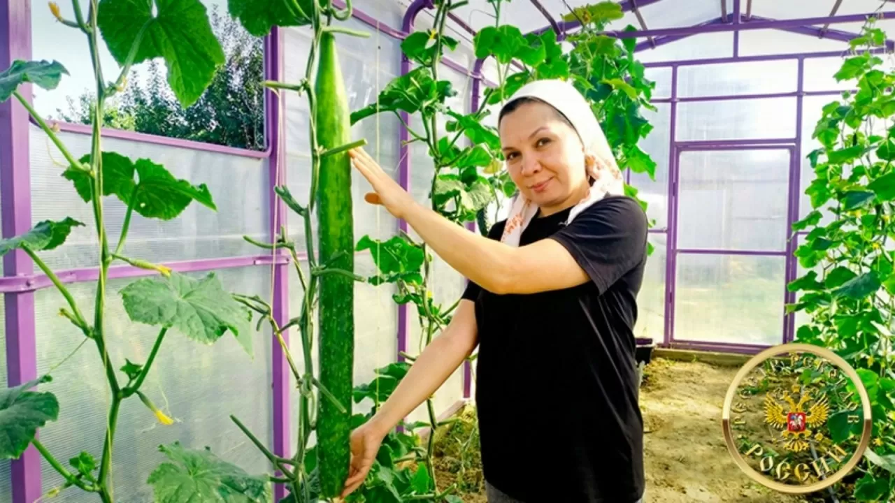 Самый длинный огурец вырастили в России 