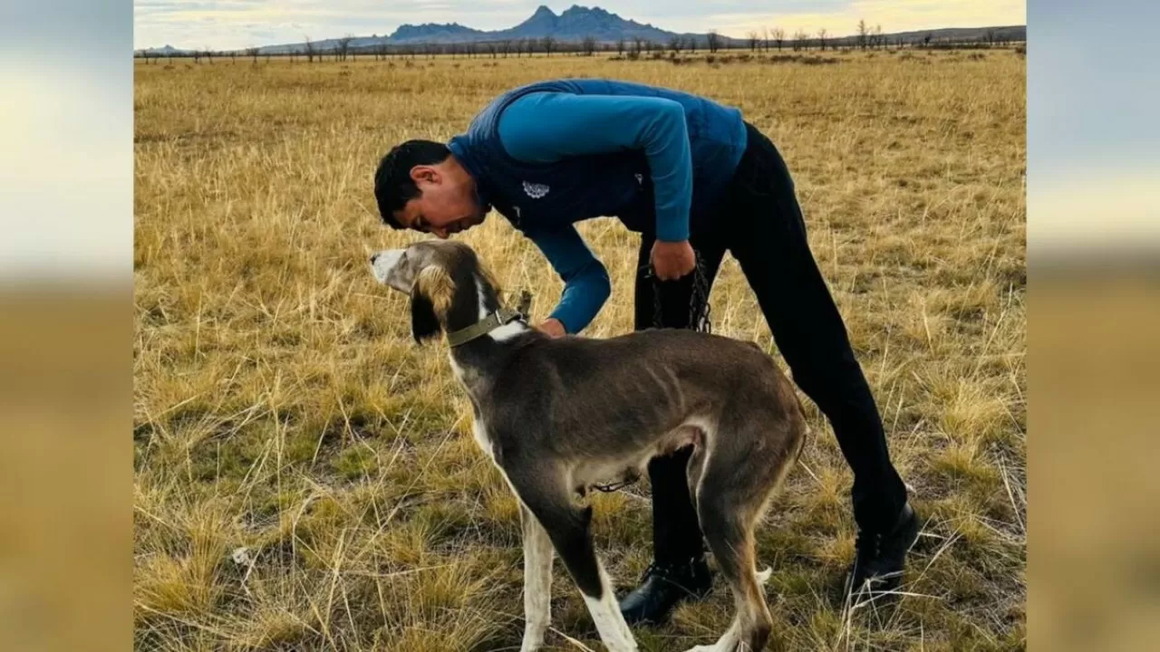 Тазы как дело жизни: казахстанец возрождает древнюю породу собак 