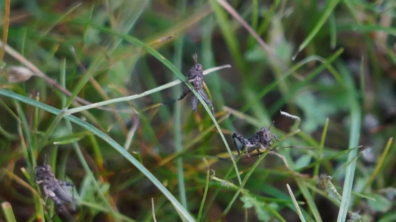 В Казахстане снижают площади обработок от саранчи, но усиливают "цифровой щит"