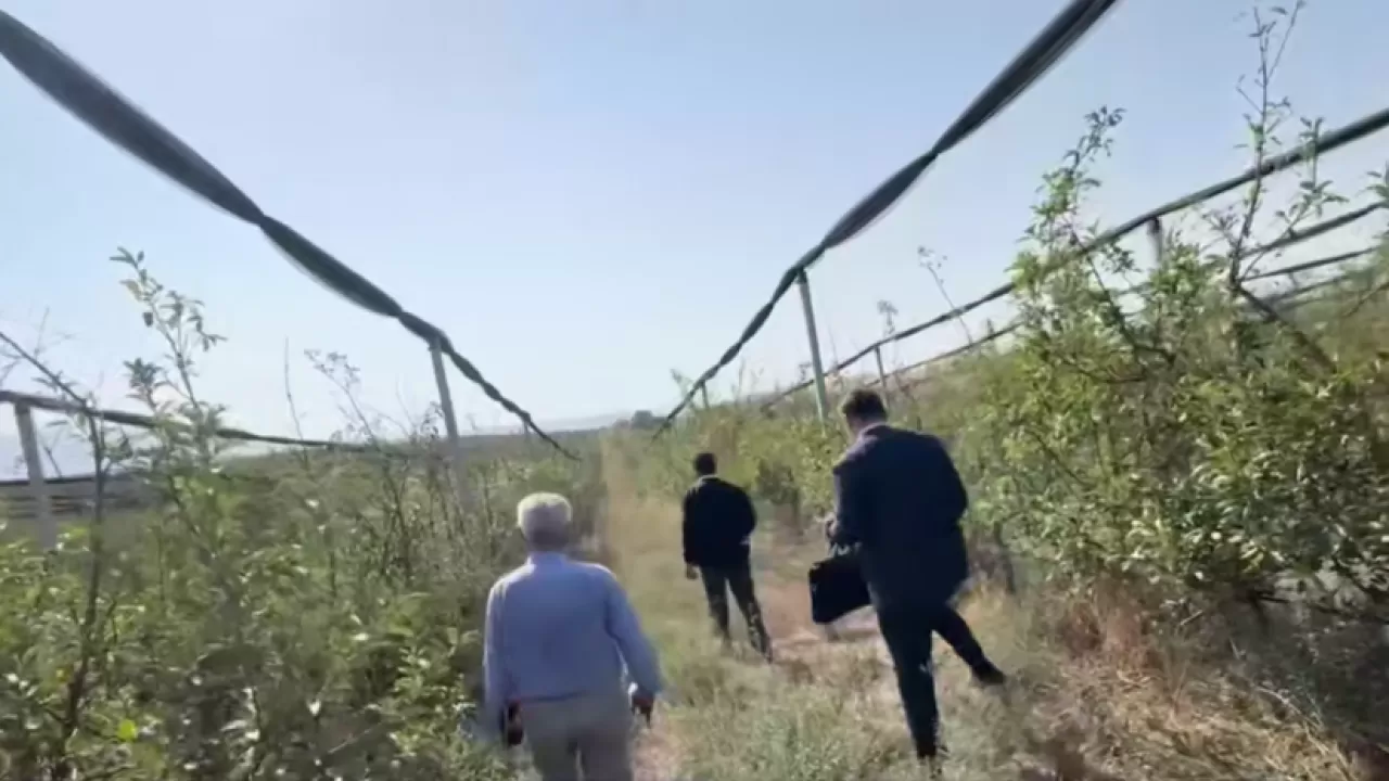 В Шымкенте вскрыли аферу с яблоневыми садами на сотни миллионов тенге