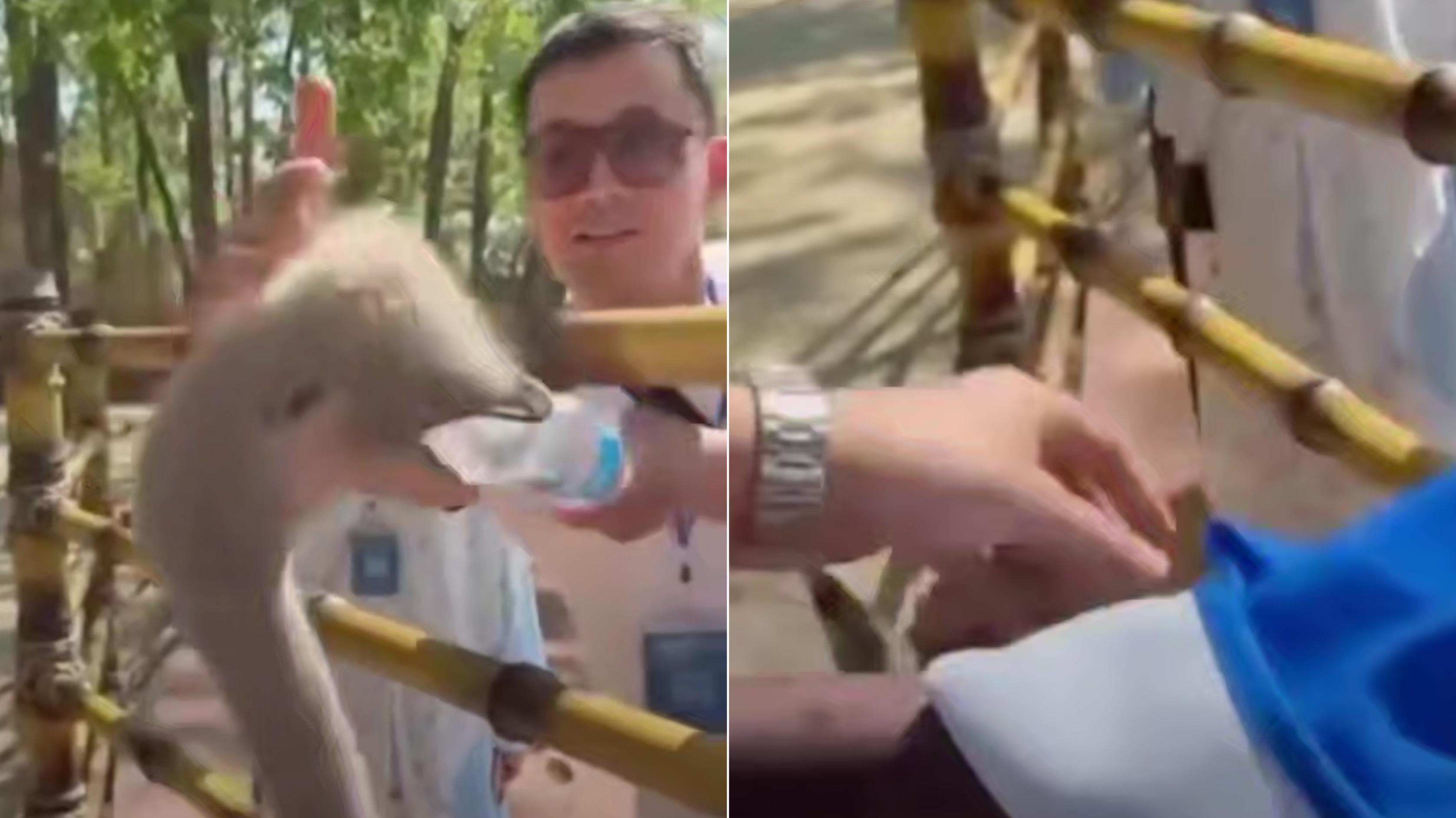 Қазақстандық туристер Ташкентте страусқа тиіскен болуы мүмкін