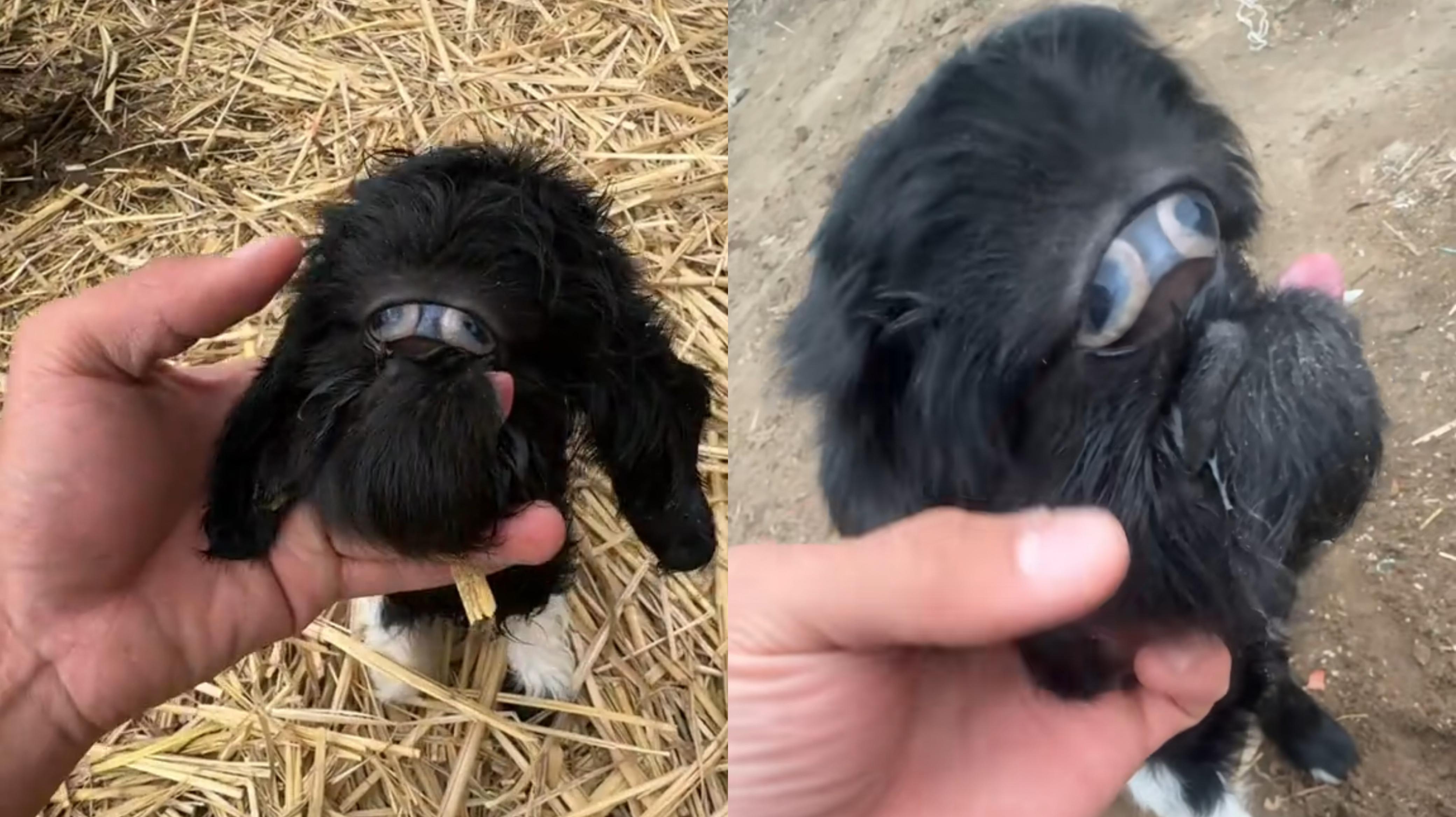 Қызылорда облысында "қорқынышты лақтың" дүниеге келгені туралы ақпарат тарады