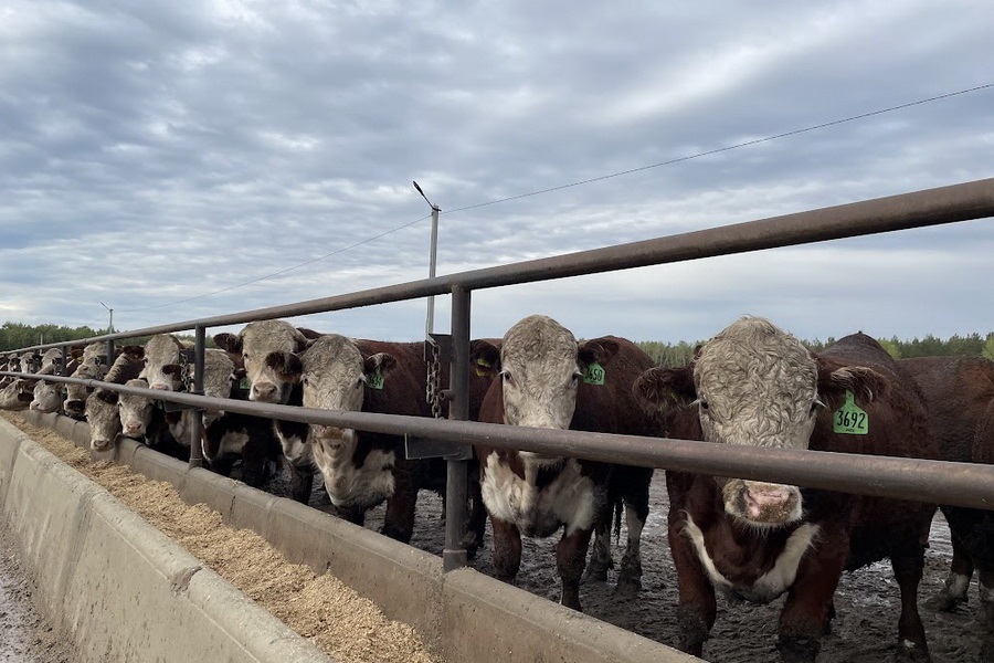 Атырау облысында ірі қарадан індет анықталды