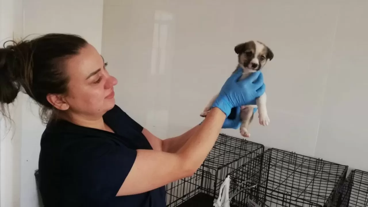 Лечение животных дороже, чем людей в РК 