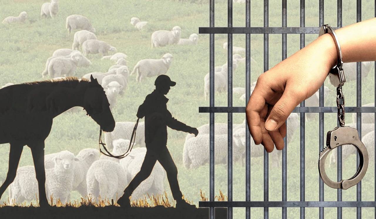 Батыс Қазақстан облысында ветеринарлар мал ұрлаумен айналысқан