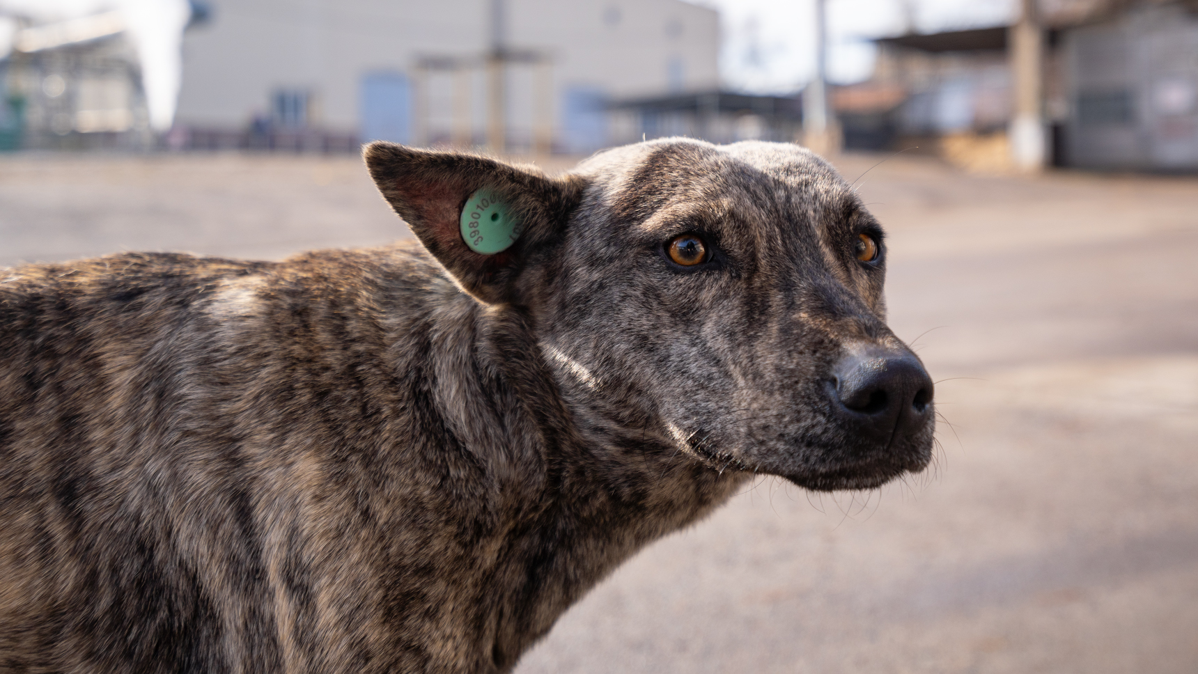 Спрос будет за каждую душу: зоозащитники обвиняют чиновников в массовых убийствах животных