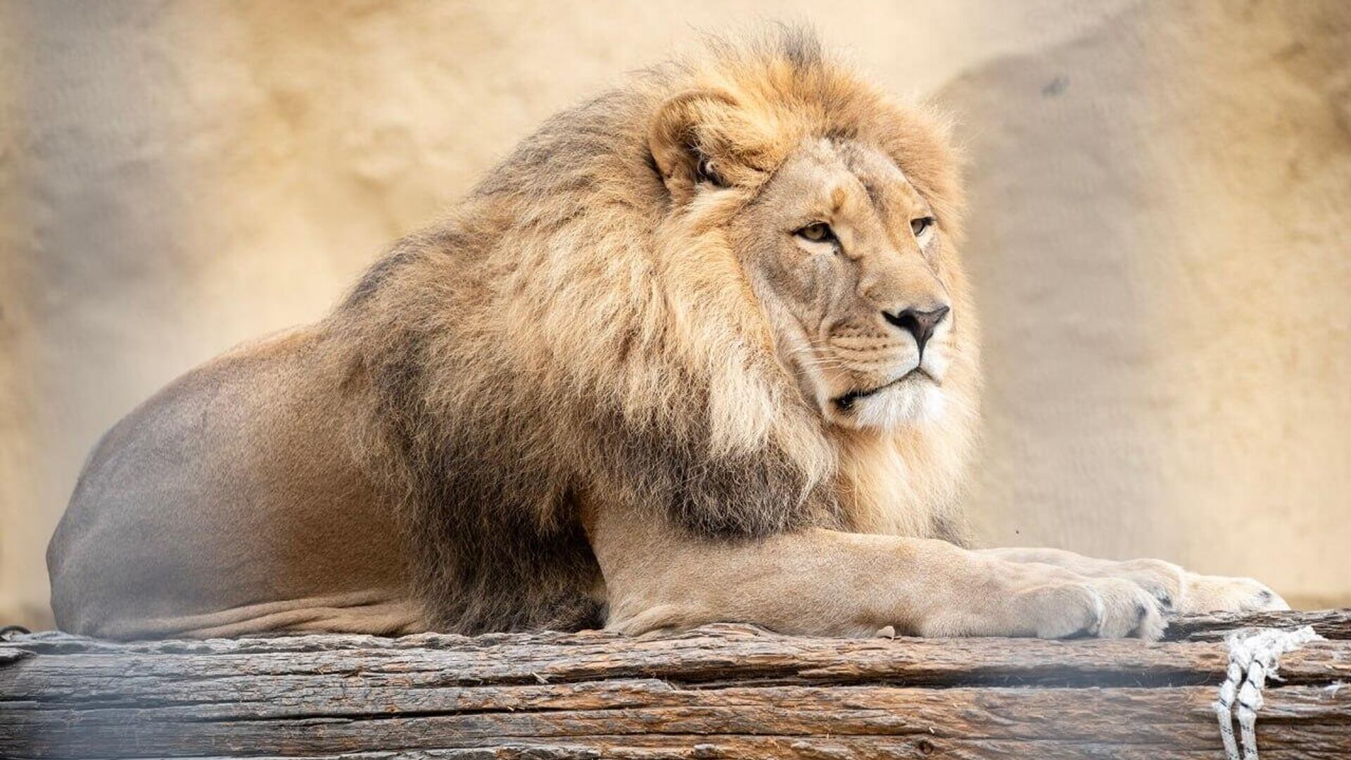 Семейде биоорталықта арыстандарға тас лақтырғандар анықталды