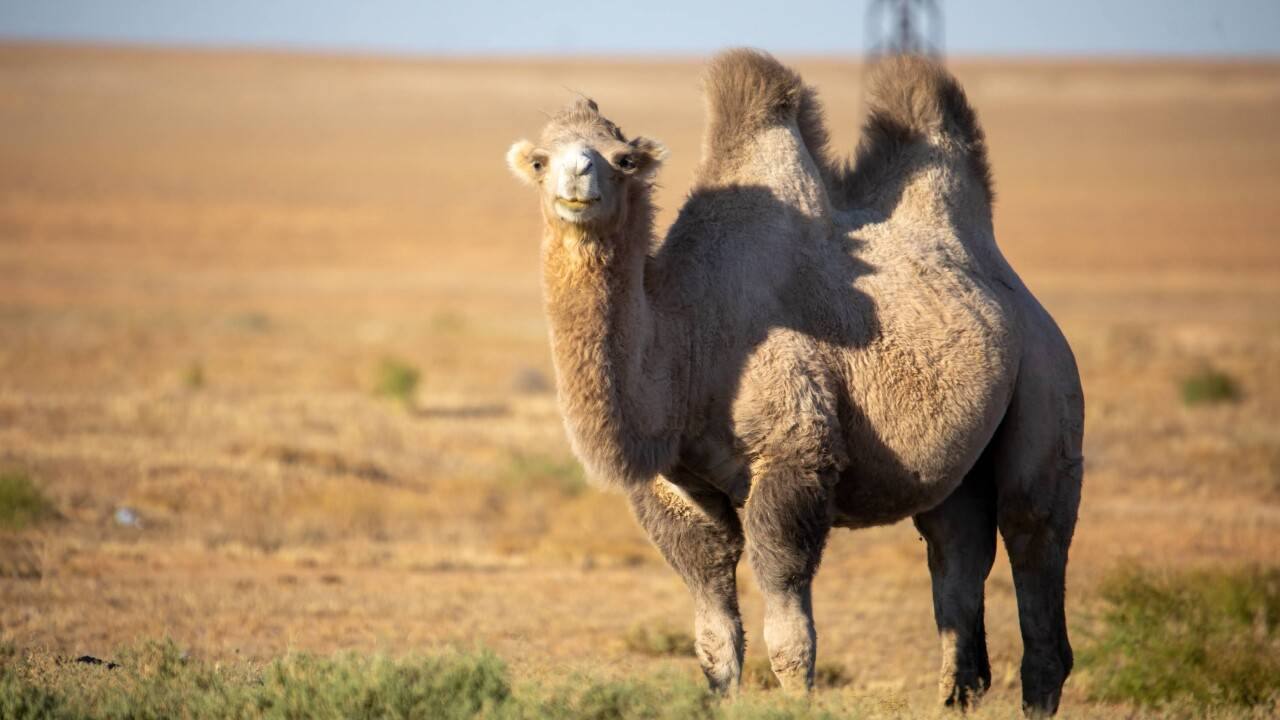 Қызылордалық тұрғын түйе ұрлағаны үшін 5 жылға сотталды