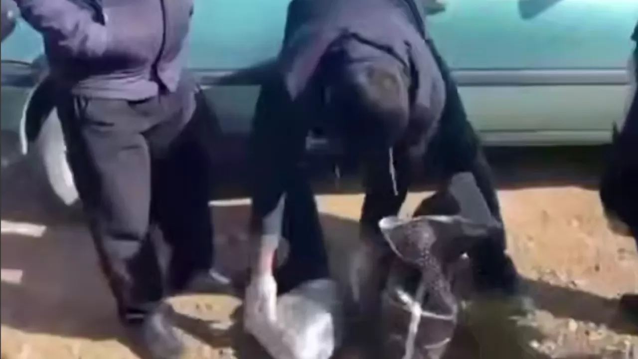 Тысячи доз наркотиков не дошли до улиц в Жамбылской области