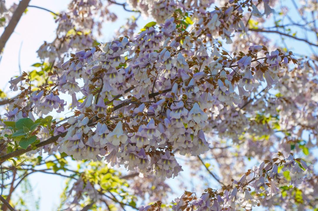 Түркістан облысында павлония өсіру ауқымы кеңейіп келеді