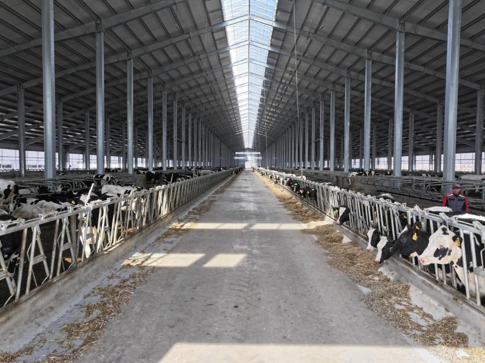 Солтүстік Қазақстанға 3 жылда 9000 бас асыл тұқымды ірі қара мал әкелінді