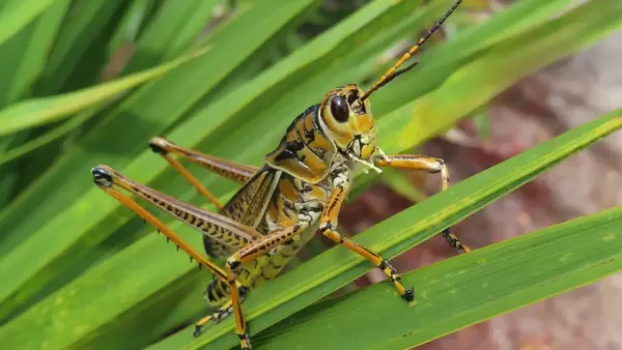 Саранча под контролем: что решили в Астане 