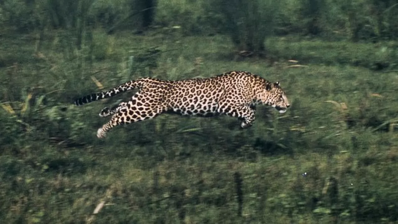 Леопард ранил трех работников плантации в Индии