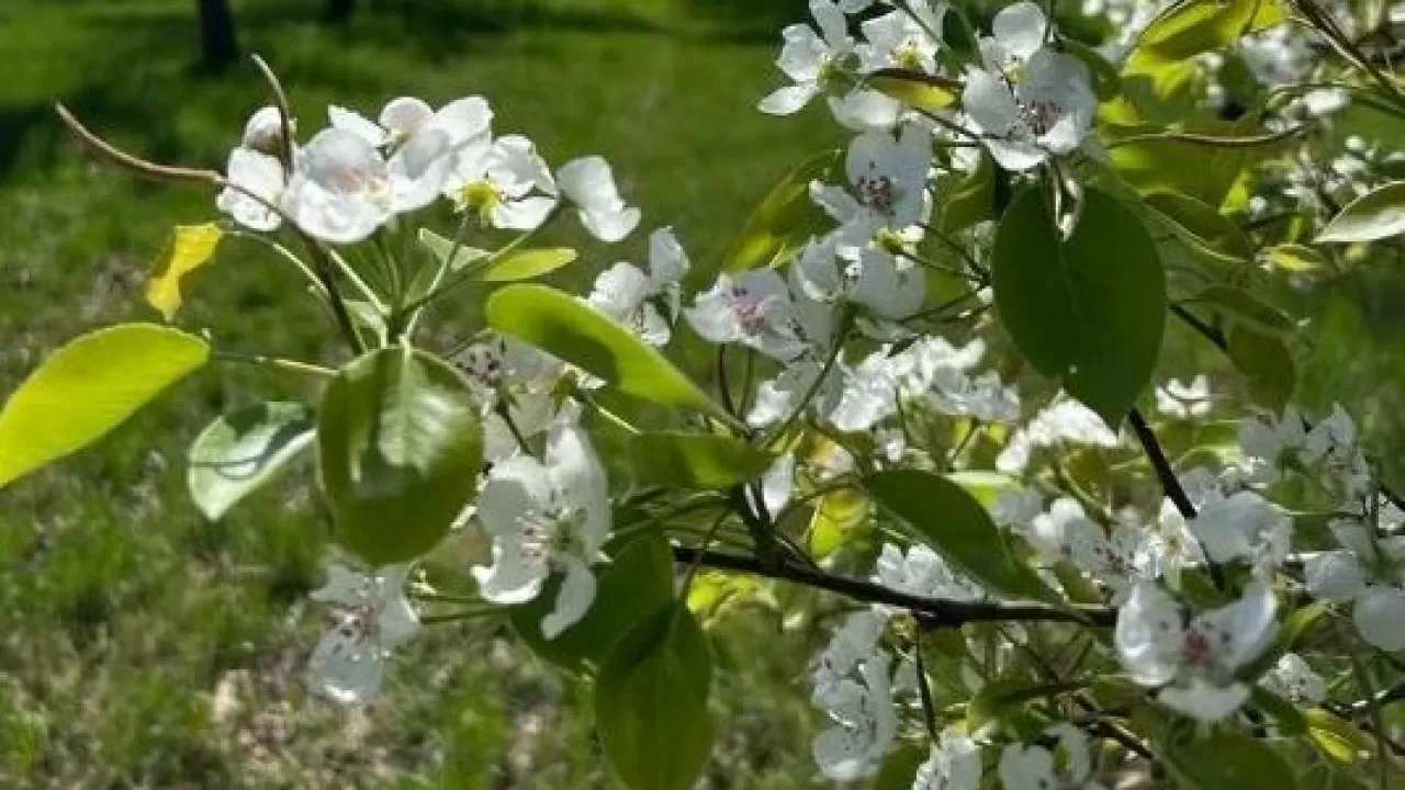 Тысячи саженцев яблони завезли в РК из Нидерландов 
