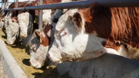 Мощный мясной агрокластер запускают в Акмолинской области 