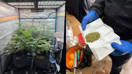 Подпольную фитолабораторию ликвидировали в ВКО  