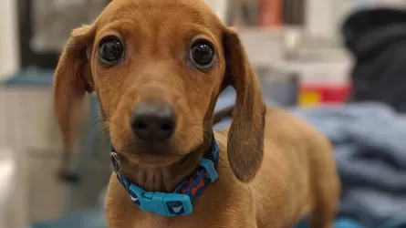 Казахстанцы тратят миллиарды на питомцев 