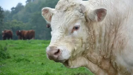 В Казахстане планируют запретить вывоз бычков  