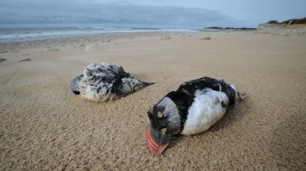 Более 45 тыс. птиц выбросило на побережье Франции 