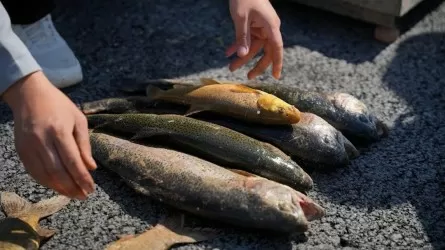 В аквакультуру вложат десятки миллиардов тенге  