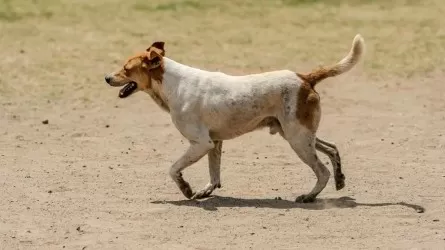 Самолет сбил собаку в Шымкенте