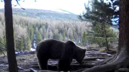 Весна у солонца: фотоловушка поймала маралов и проснувшегося медведя