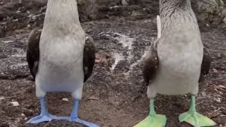 Почему у олуш лапы разного цвета  