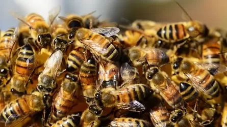 В США рейс задержали из-за роя пчел на двигателе самолета