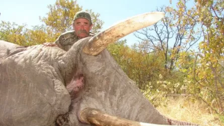 Пять слонов устроили засаду и убили охотника-миллионера