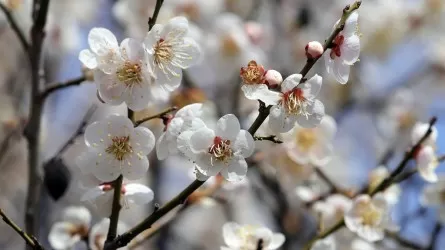 Дожди и +20: в Алматы и 15 областях объявлено штормовое предупреждение 