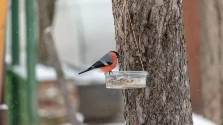 Снег в апреле: во всем Казахстане на 11 апреля объявили штормовое предупреждение 