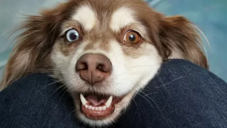 Ученые нашли путь к доверию с собакой  