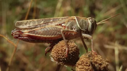 Южные регионы РК готовятся к нашествию 
