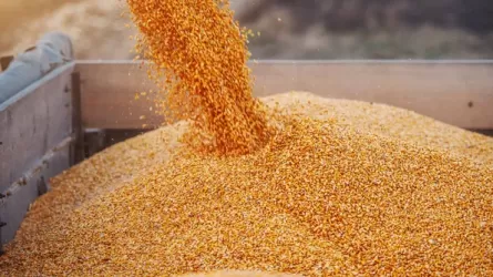 В "цифру" попадут данные о зерне, саранче и продбезопасности в РК