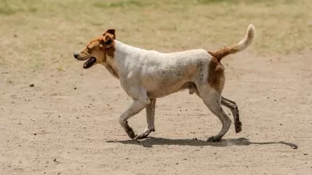 В Казахстане предложили не возвращать бродячих собак на улицы 