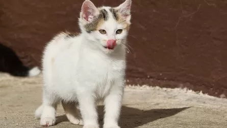 Малышей пришлось возвращать к жизни: как спасали 10 кошек в Алматы 
